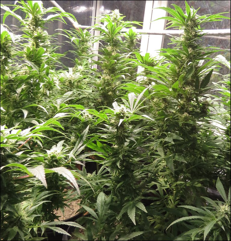 Cannabis just before harvest.JPG