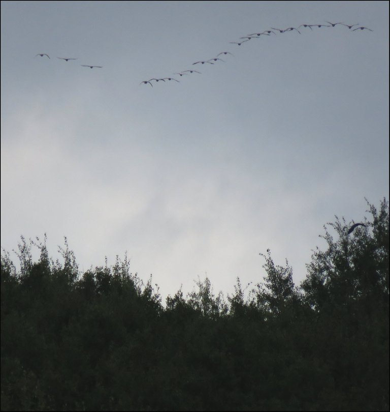 flock of geese heading south over trees.JPG