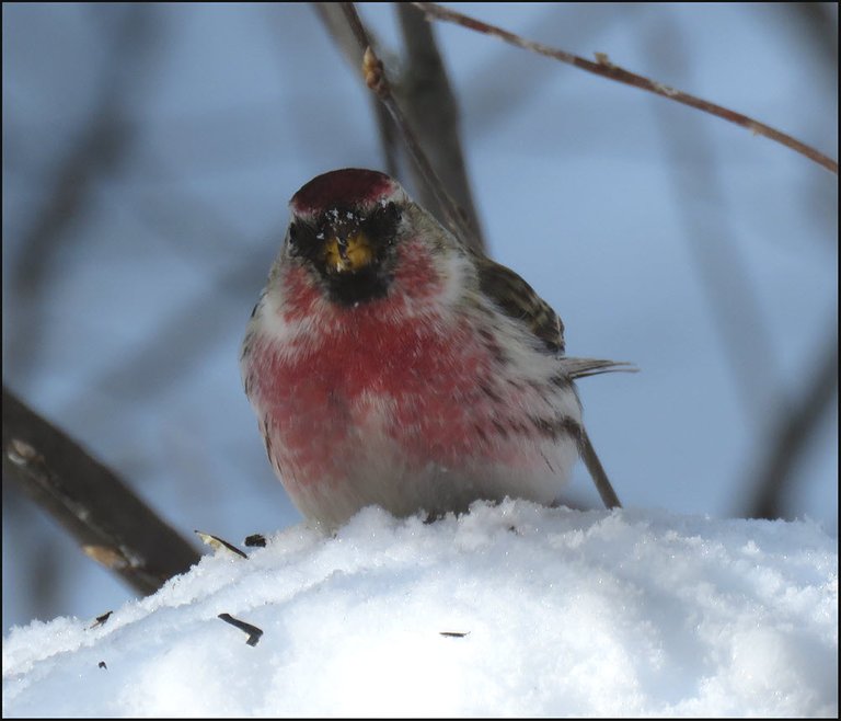 close up redpoll on mound of snow.JPG