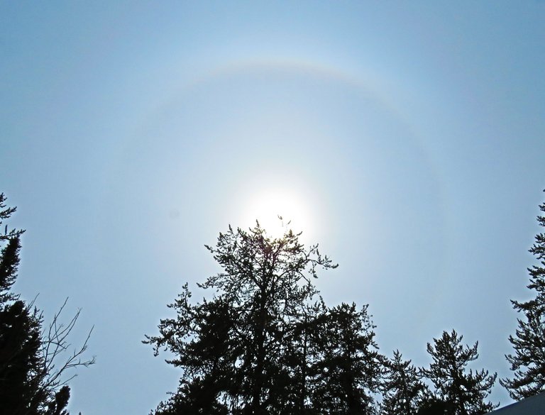 ring around sun nestled in pine tree.JPG