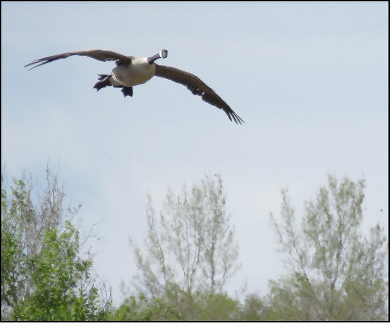 close up Canada goose flying towards us over tree tops.JPG