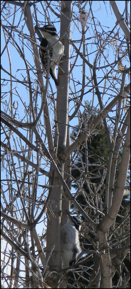pair of woodpeckers on tree trunk.JPG
