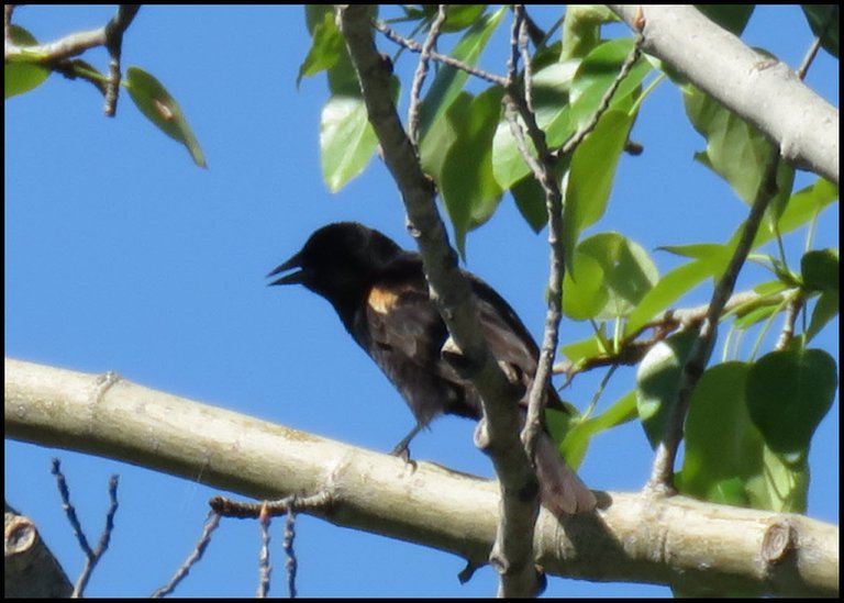 redwing blackbird on tree branch beak open.JPG