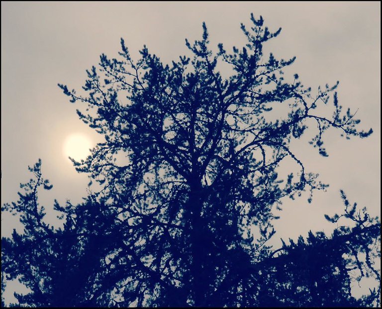 lightly clouded sun cradled in pine branch.JPG