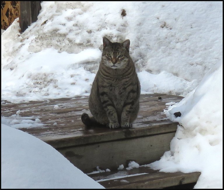 JJ sitting on deck among snowbanks.JPG