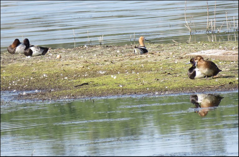 2 pairs of ducks and 1 shorebird lying on sandbar resting.JPG