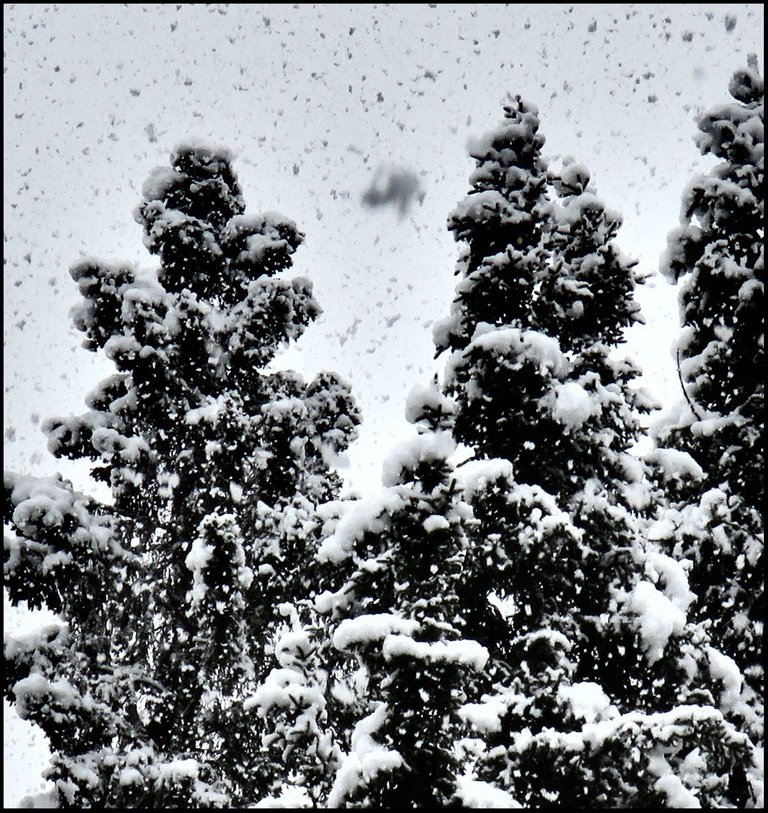 3 snowy spruce heavy snowfall.JPG