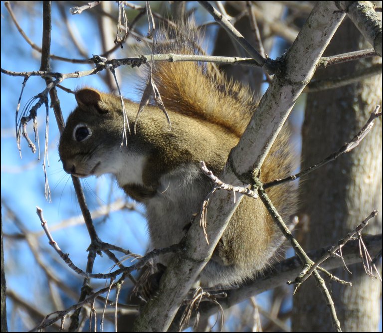 squirrel standing on tree branch.JPG