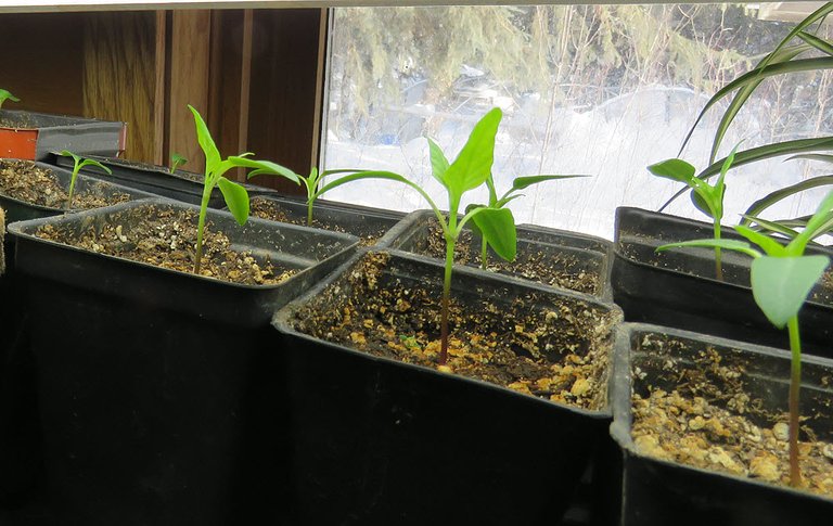 pepper plants under lights.JPG