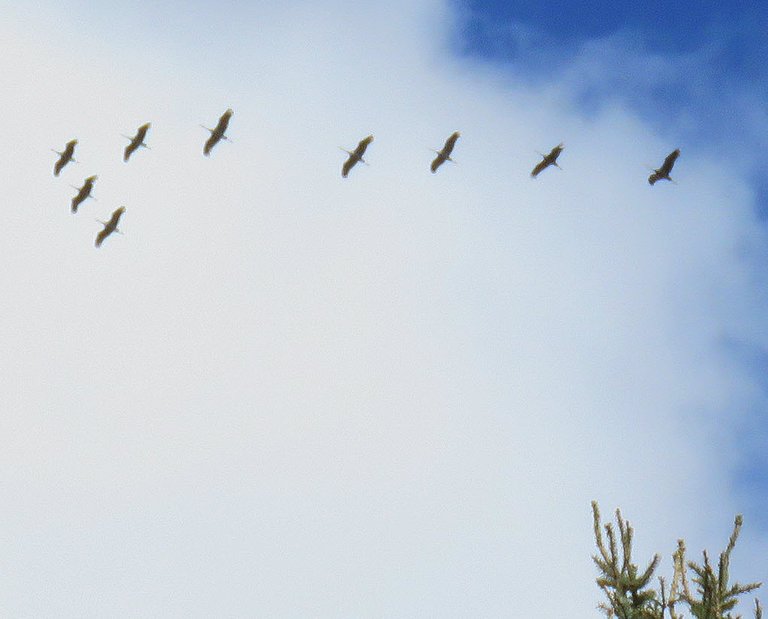 9 cranes in flight.JPG