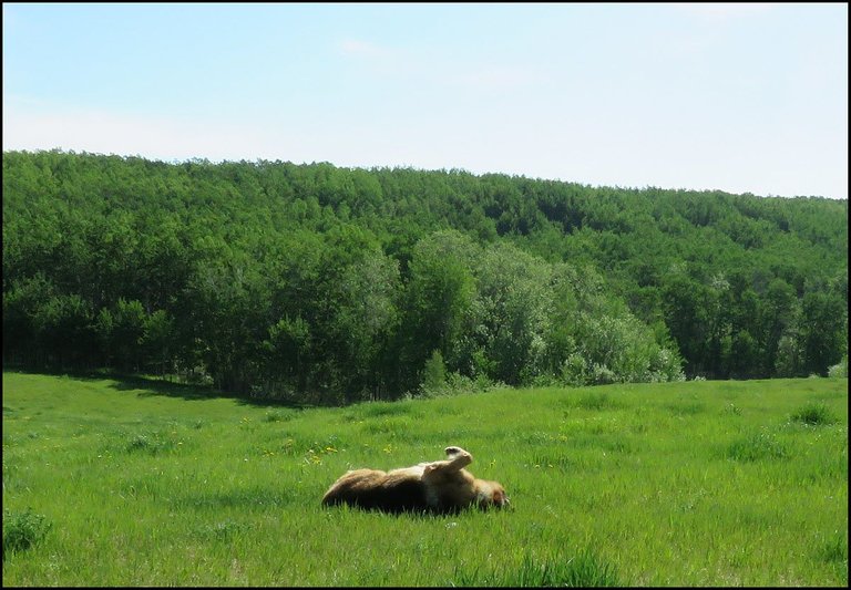 Bruno rolling in grass.JPG