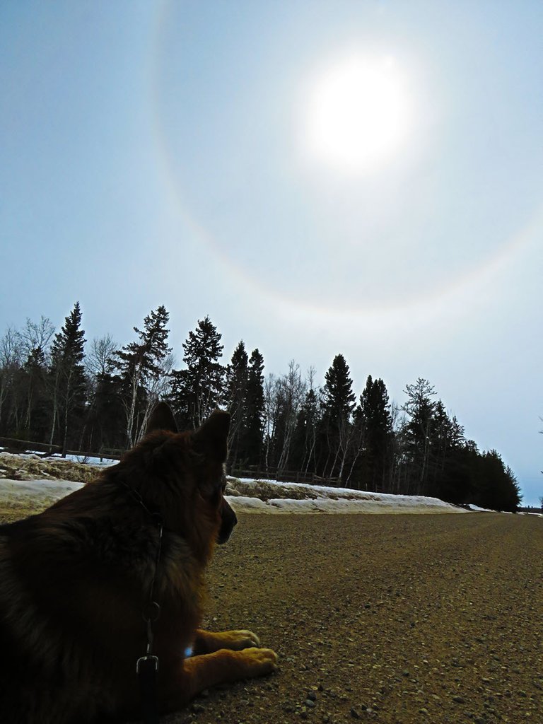 Bruno lying on road looking at ring around sun.JPG