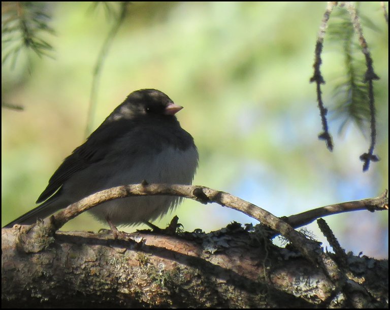 close up junco on branch of spruce tree.JPG