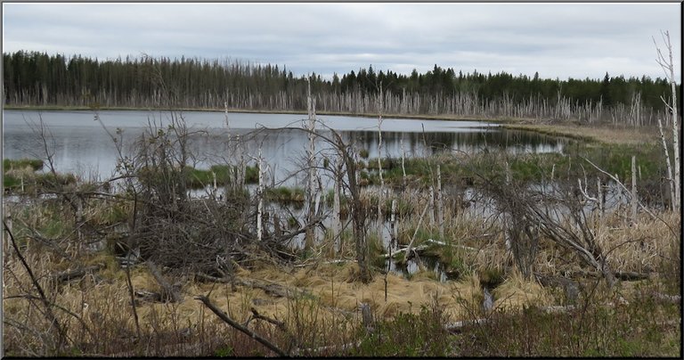 pond at back of our place with beaver dams.JPG