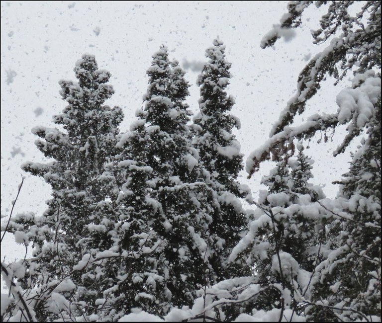 large snowflakes falling on snowy spruce trees.JPG
