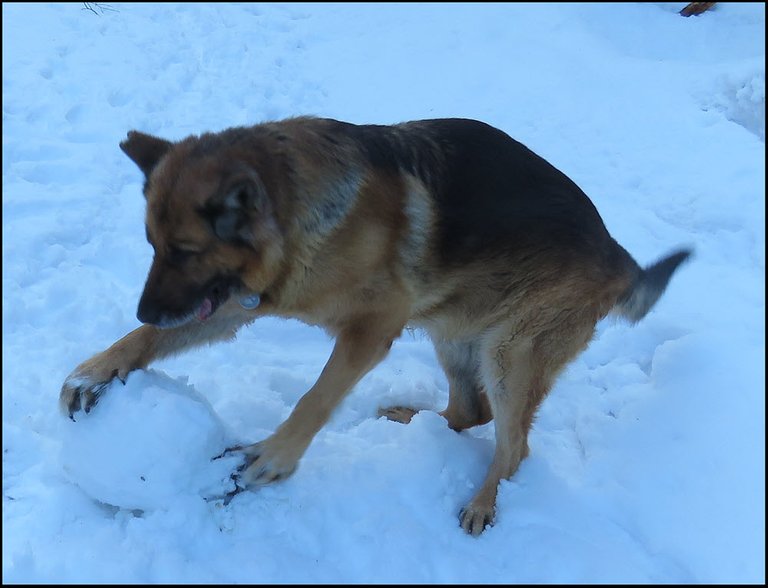 Bruno playing with snowball.JPG