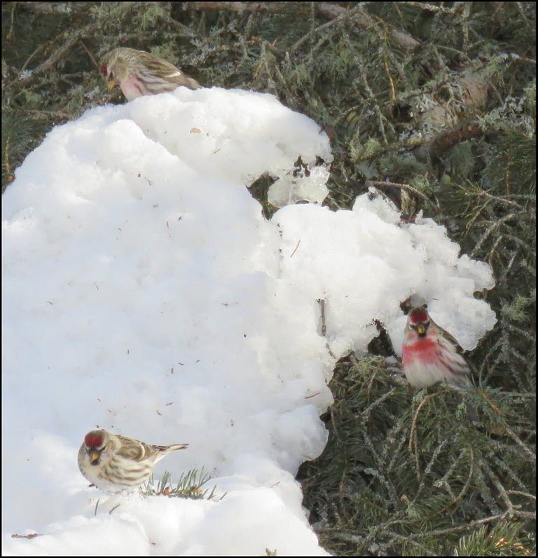 3 redpolls on snow on spruce branch.JPG