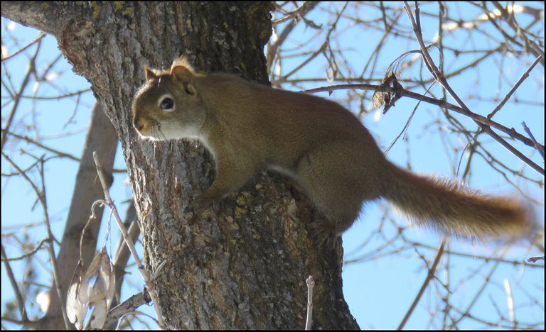 squirrrel stretched out on tree trunk looking at me.JPG