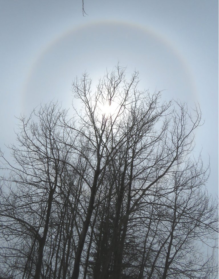 ring around sun shining thru poplar trees.JPG