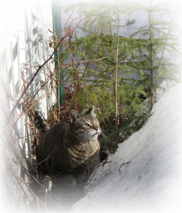 JJ looking up snowbank.JPG