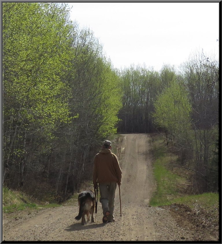 walking Bruno down road lined with fresh green leaves.JPG