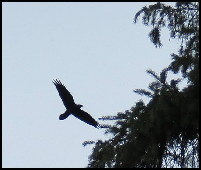 raven flying by spruce branch.JPG