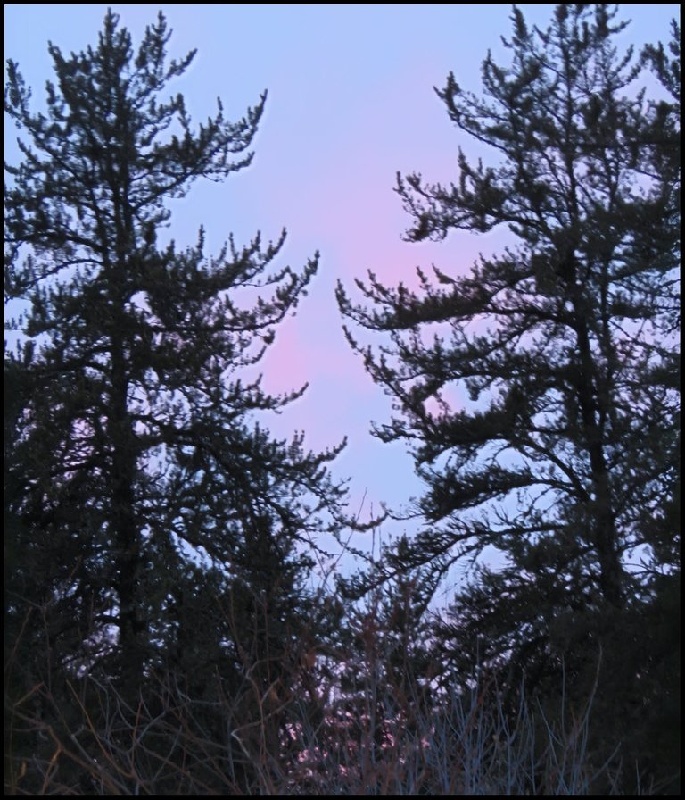 pastel sunset between pine trees.JPG
