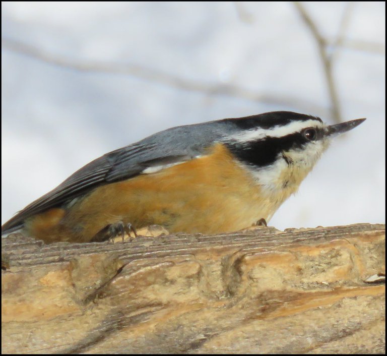 close up red breasted nuthatch on side of feeder.JPG