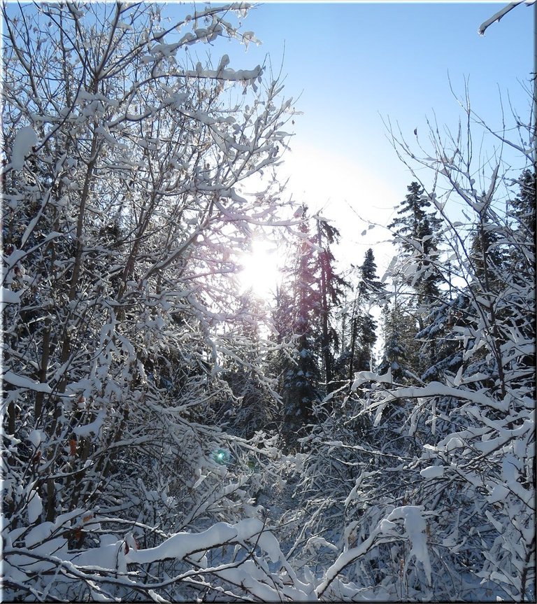 sun shining through snowy trees and bushes bent with snow.JPG