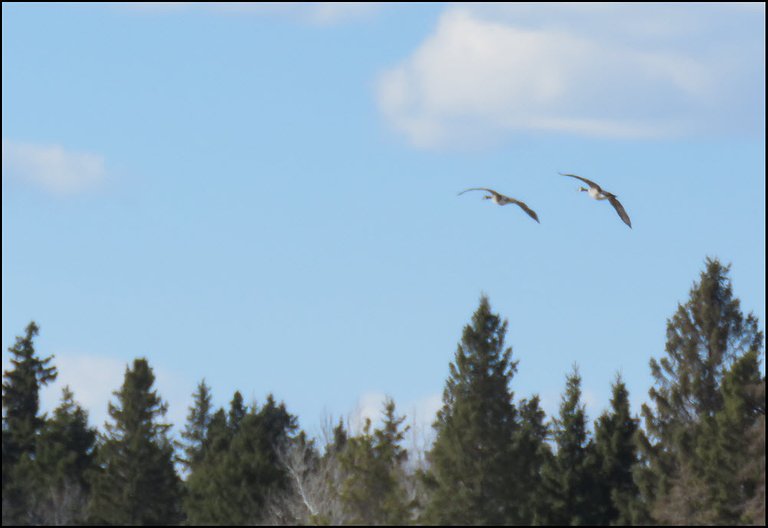 pair of geese flying over trees.JPG