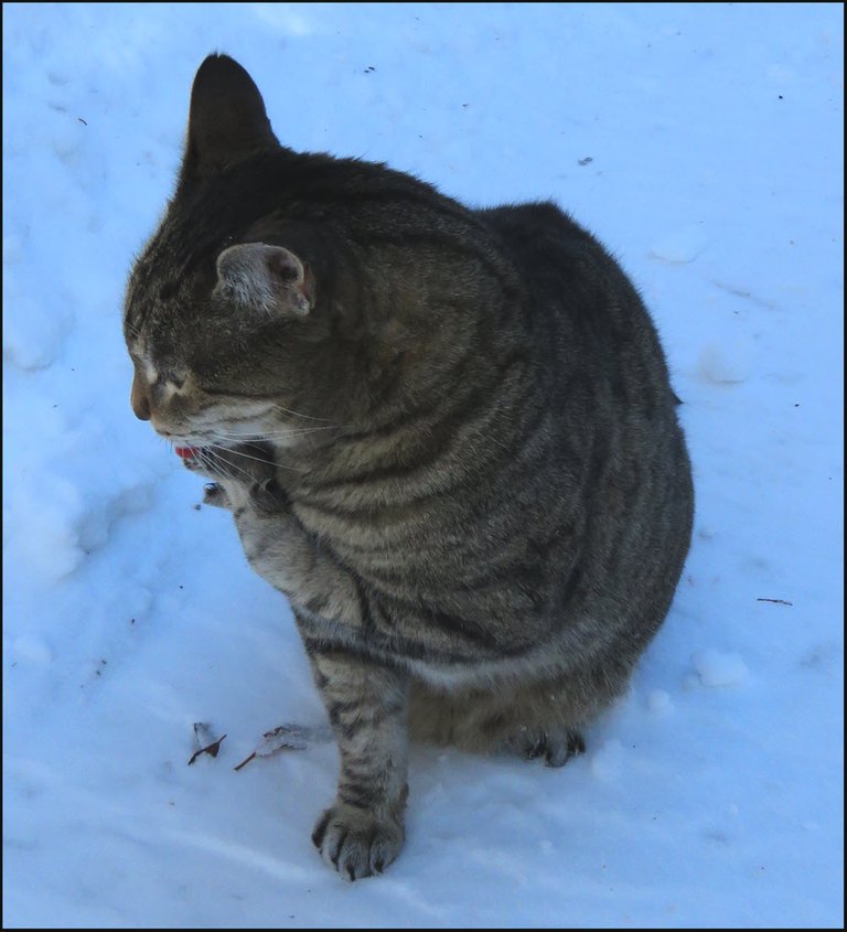 JJ cleaning toes sitting in snow.JPG