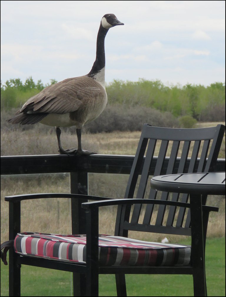 Canada goose sitting on deck rail.JPG