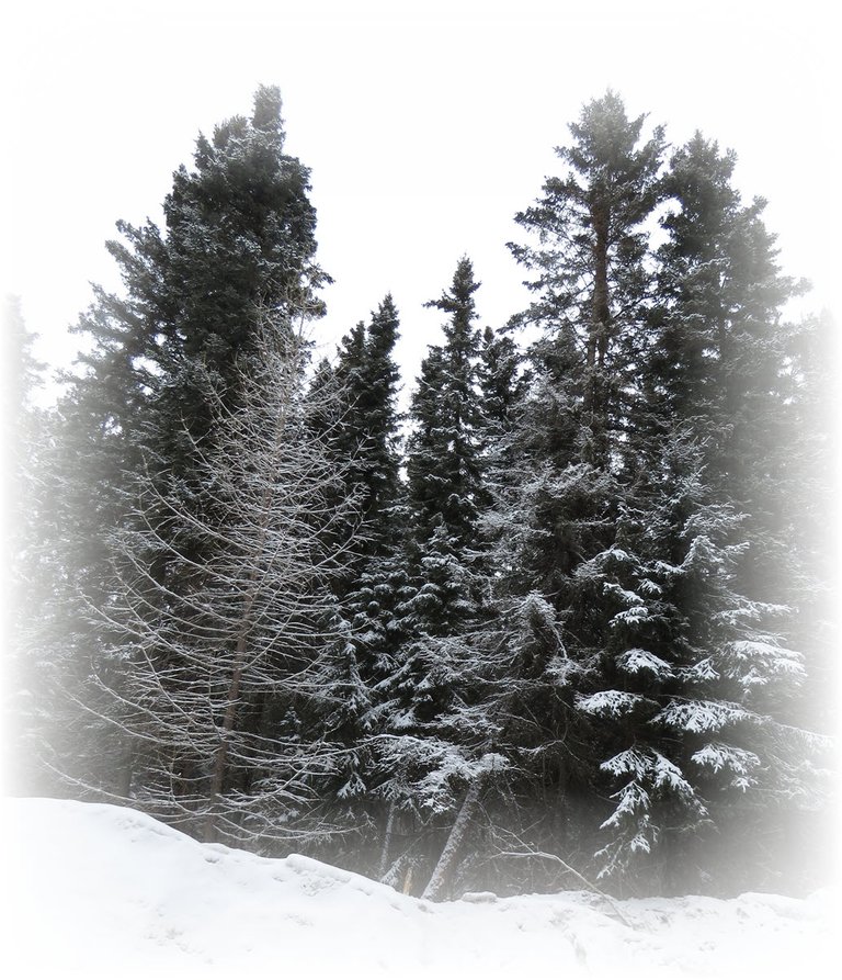 frosted scene tamarick and spruce with snow.JPG