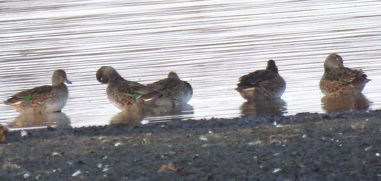 green winged teal ducks grooming and resting at edge of pond.JPG