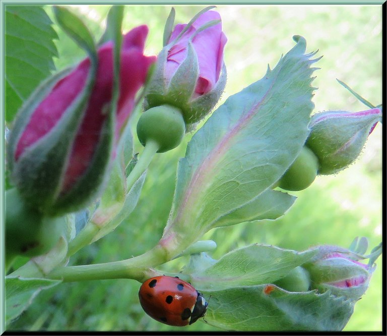 close up lady bug on underside of rose buds.JPG