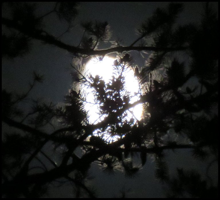 bright moon highlighting pine branches sihouetted in front of it.JPG