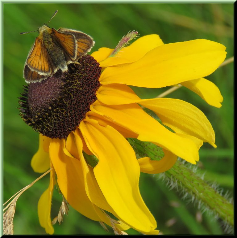 close upsmall orange butterfly on black eyed susan bloomwings open.JPG