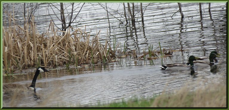 goose chasing 3 mallard ducks on water.JPG