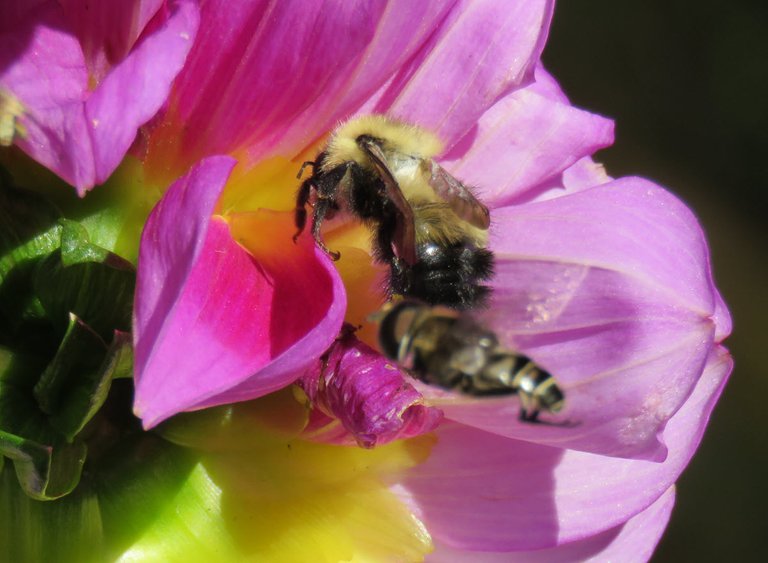 2 polinators going for same dahlia flower bee and other.JPG