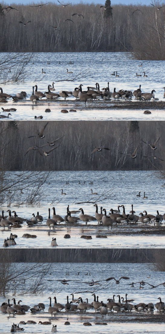 series of 3 images of geese coming in for a landing on the pond.JPG