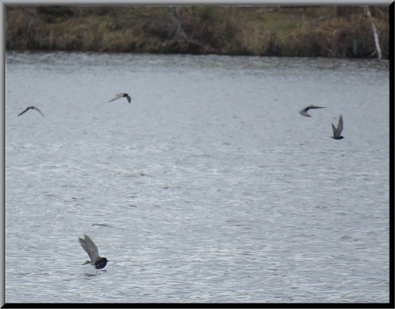 5 terns flying above water 1 just taking off.JPG