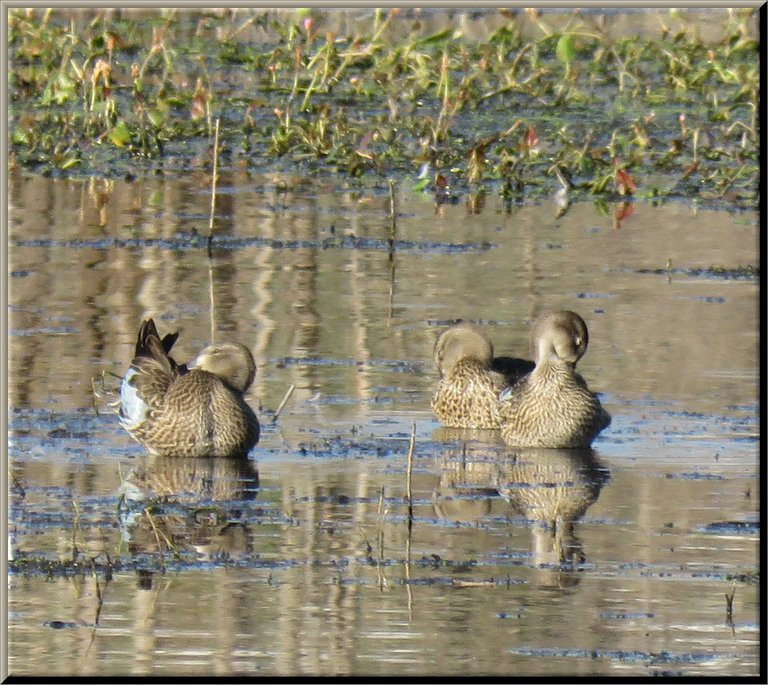 3 ducks heads tucked in resting in shallow water.JPG