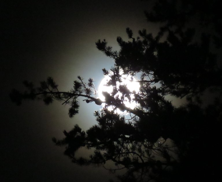 full Moon shining pine branch with blue and orange rings around it.JPG