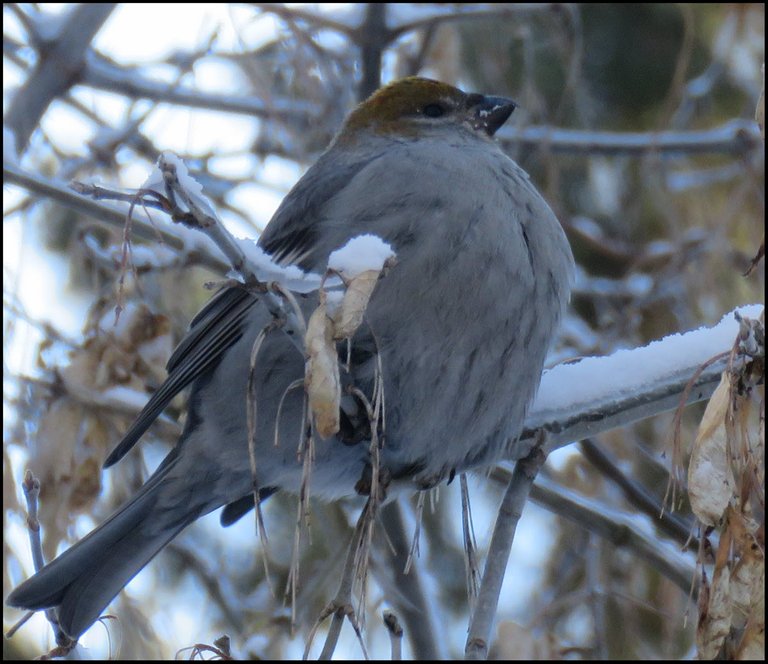 female evening grosbeak puffed up in the cold.JPG