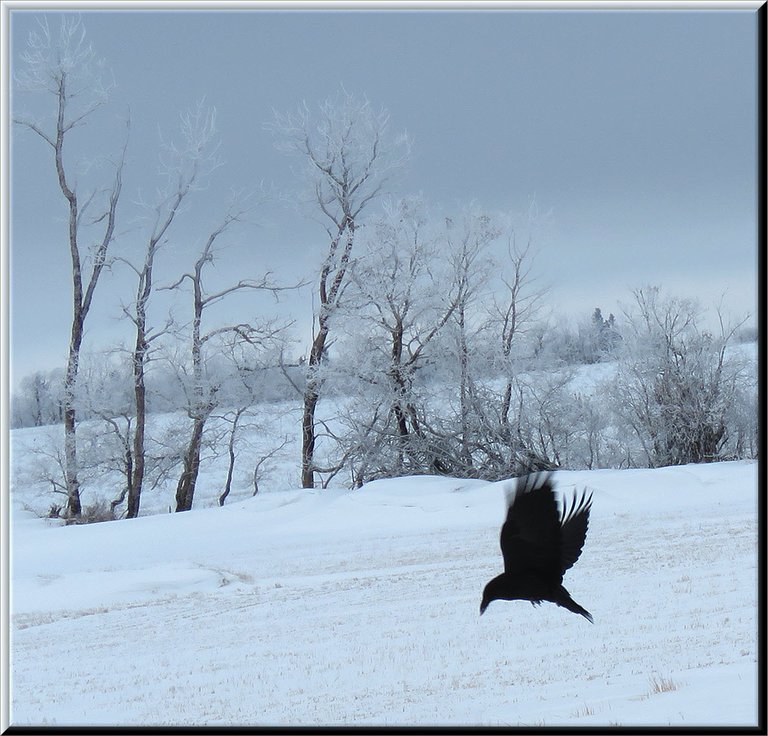 raven flying up from edge of field frosted trees behind.JPG