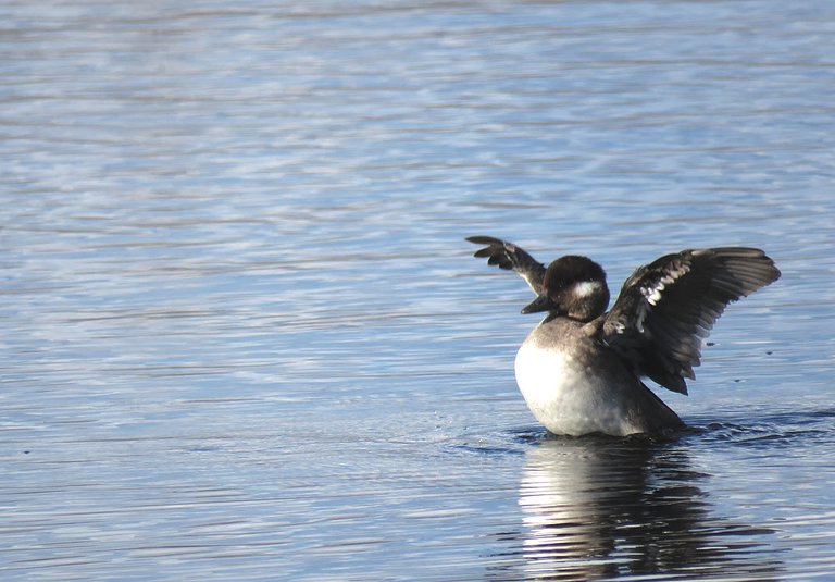 bufflehead duck stretching wings.JPG