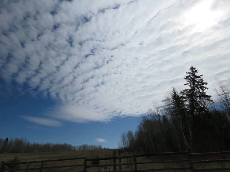 strange cloud formations over pasture with spruce and poplars at edge.JPG