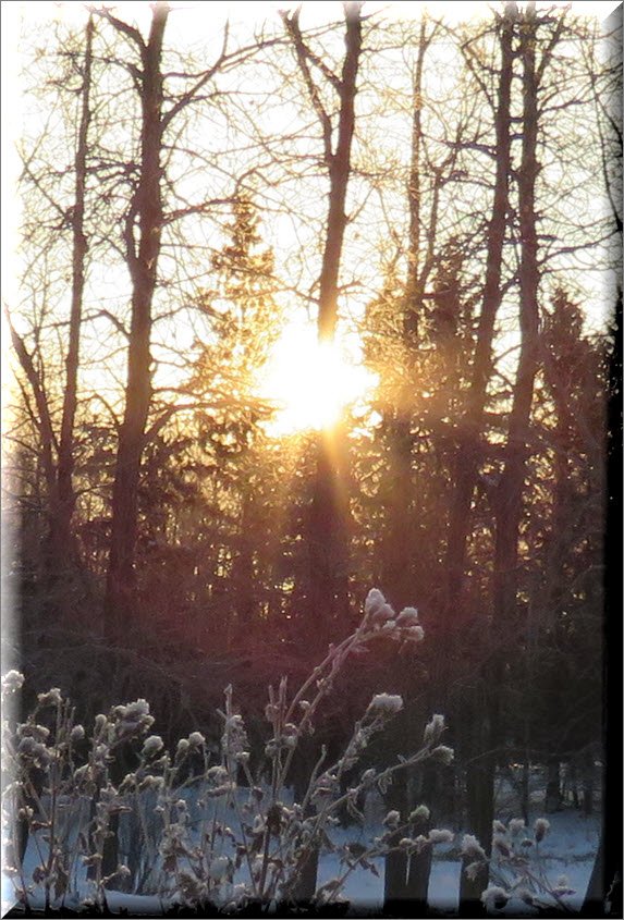 low sun shining through poplat trees frosty seed heads in front.JPG