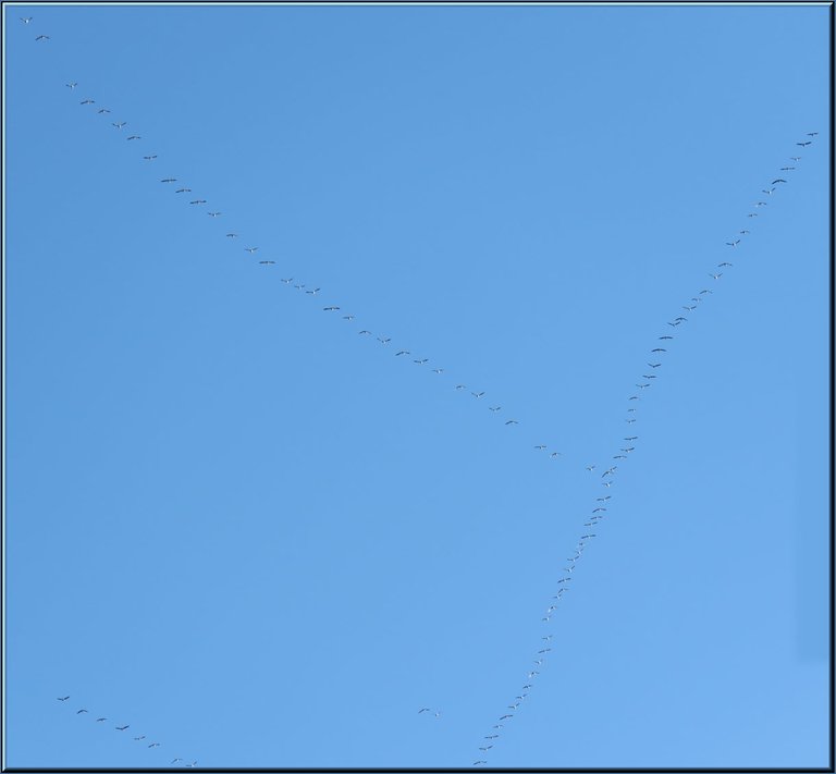 large flock of snow geese flying in formation.JPG