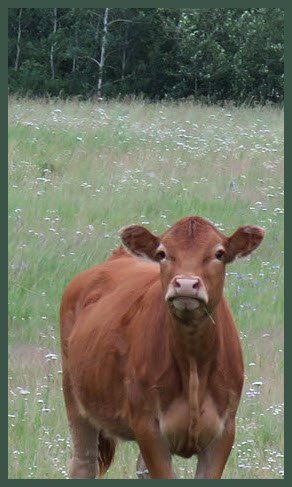 cute calf looking at me.JPG